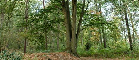 “De Nachtegalen van de Stille Ochtend” - Een Visie op Verloren Liefde en Harmonieuze Natuurschilderkunst