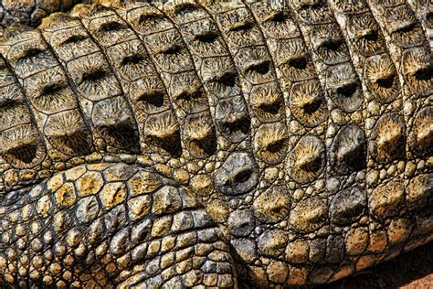 Het Zwarte Krokodil: Abstracte Beelden van De Kracht der Natuur!